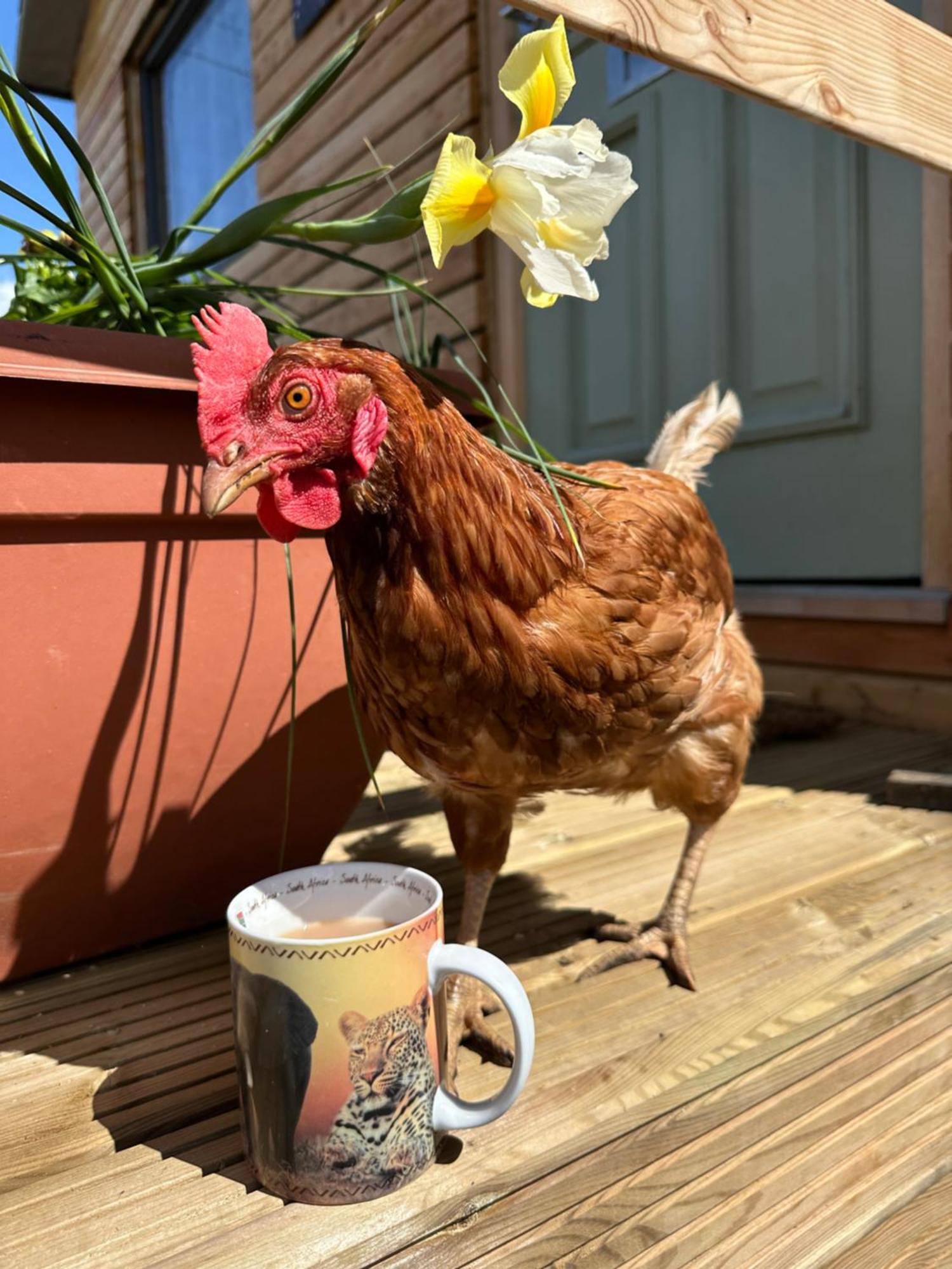 Borthwick Farm Cottage Annex Gorebridge Dış mekan fotoğraf